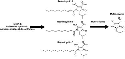 Tetramic Acids Mutanocyclin and Reutericyclin A, Produced by Streptococcus mutans Strain B04Sm5 Modulate the Ecology of an in vitro Oral Biofilm